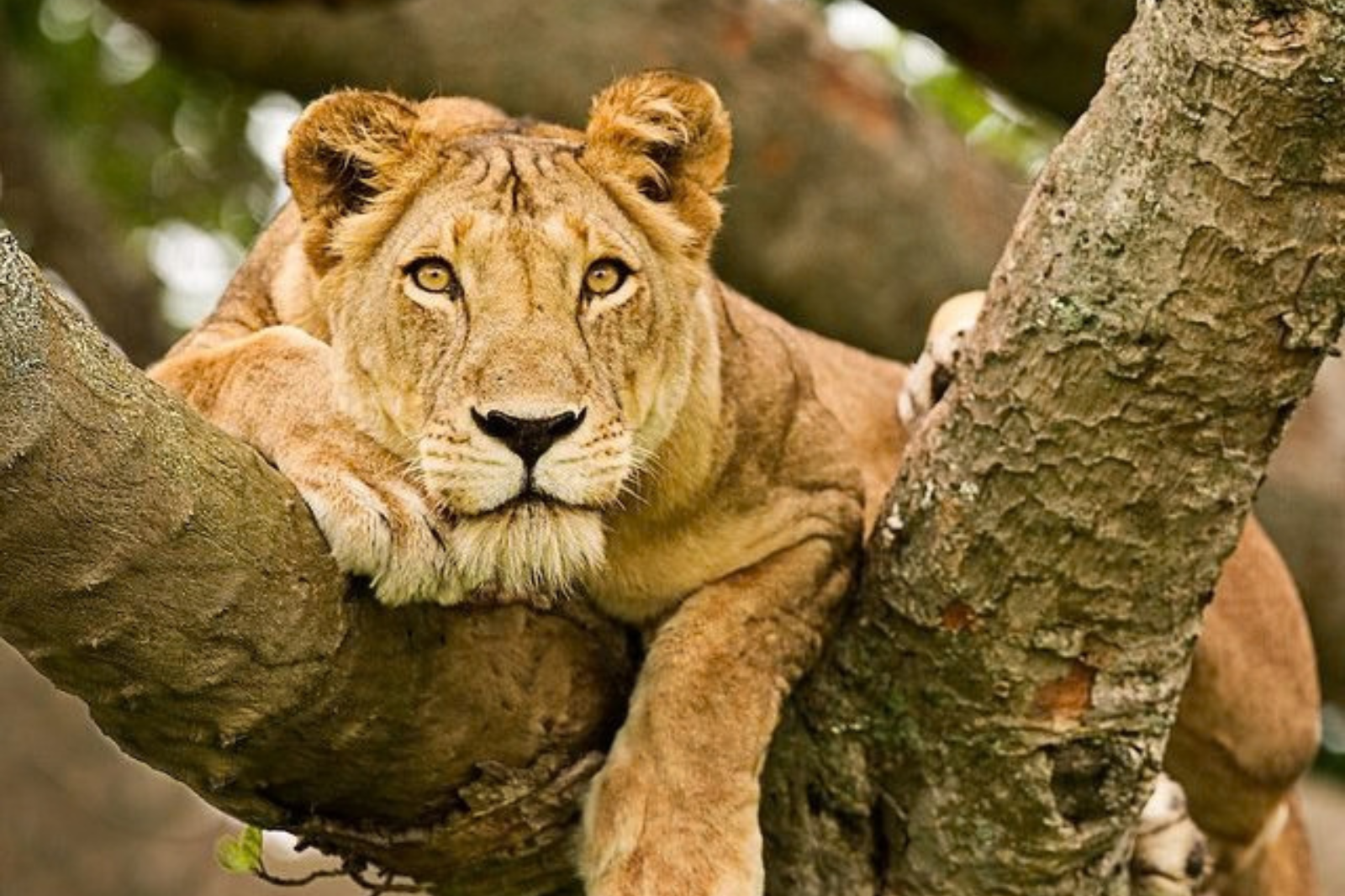 Best Uganda Tours