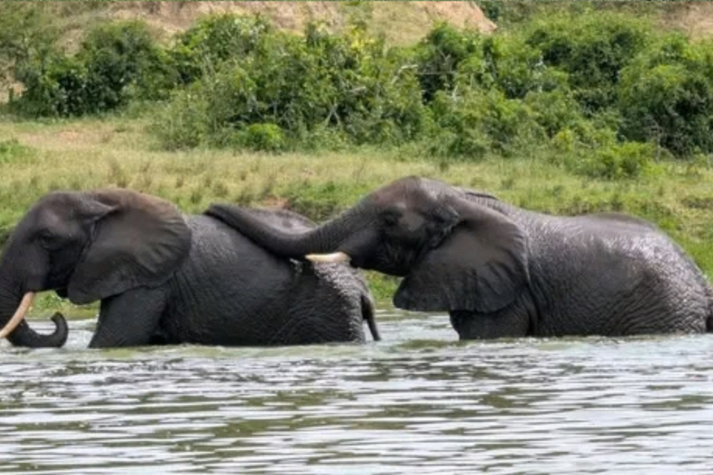 17 Days Uganda Safari Tour - Best Uganda Tours