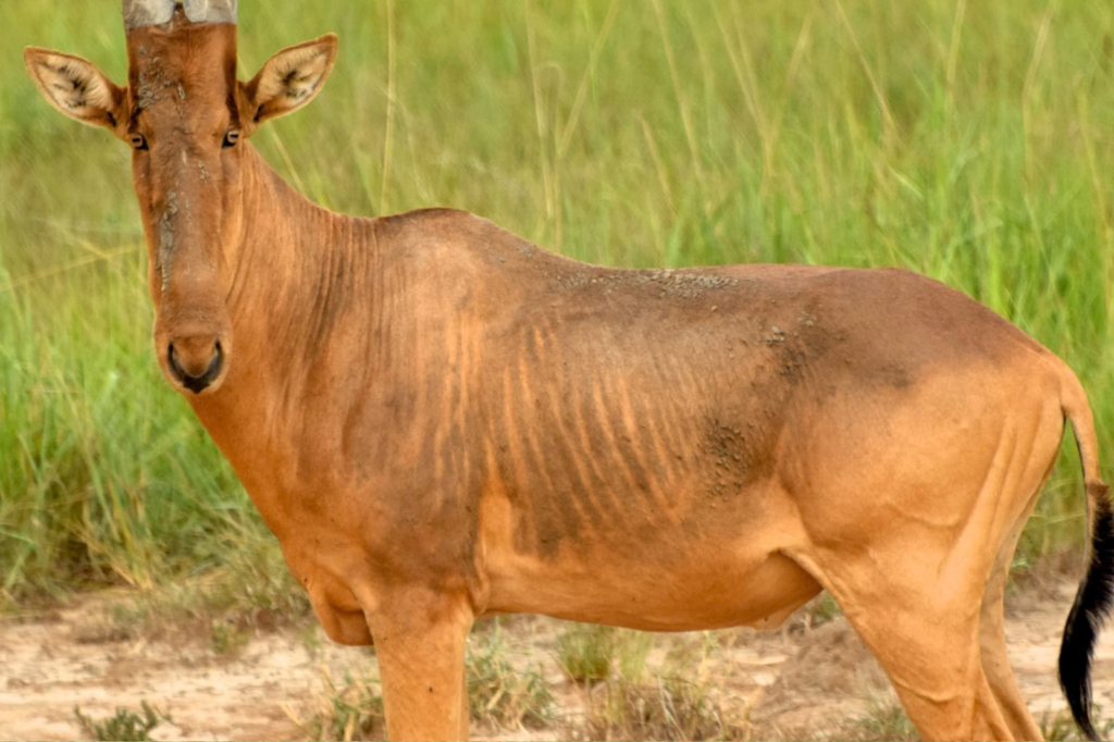 9 Days Uganda Wildlife Safari - Best Uganda Tours