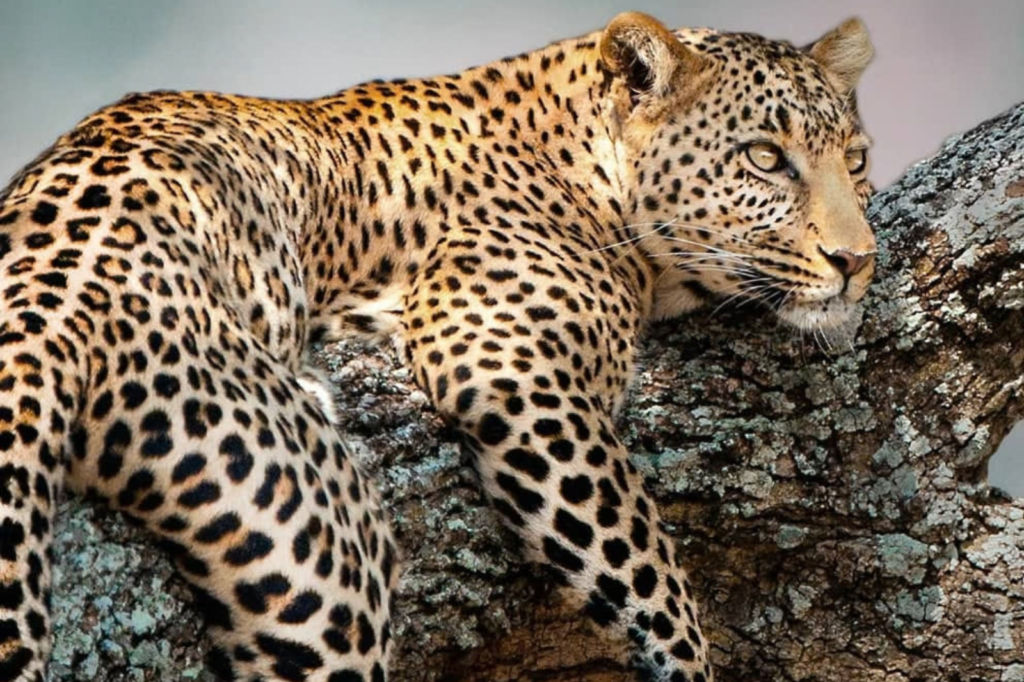 20 Days Grand Uganda Safari - Best Uganda Tours