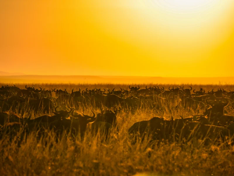 Serengeti National Park - Best Uganda Tours