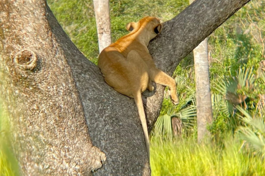 Tree Climbing Lions - Best Uganda Tours