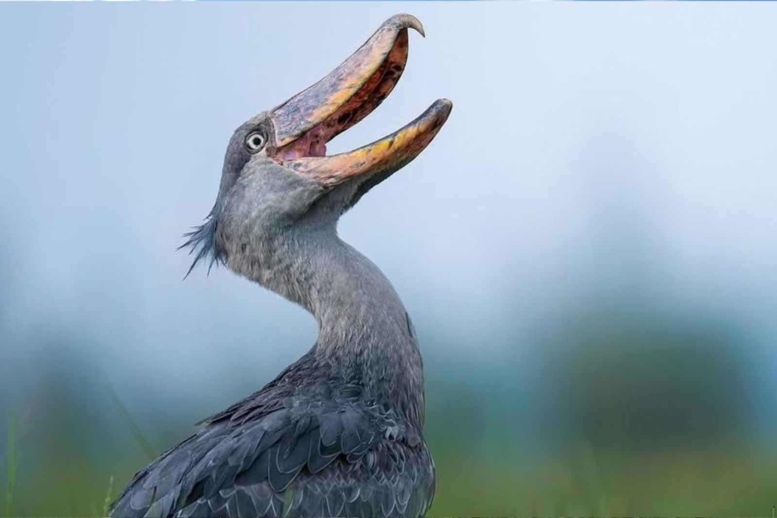 Uganda Birding Safaris - Best Uganda Tours