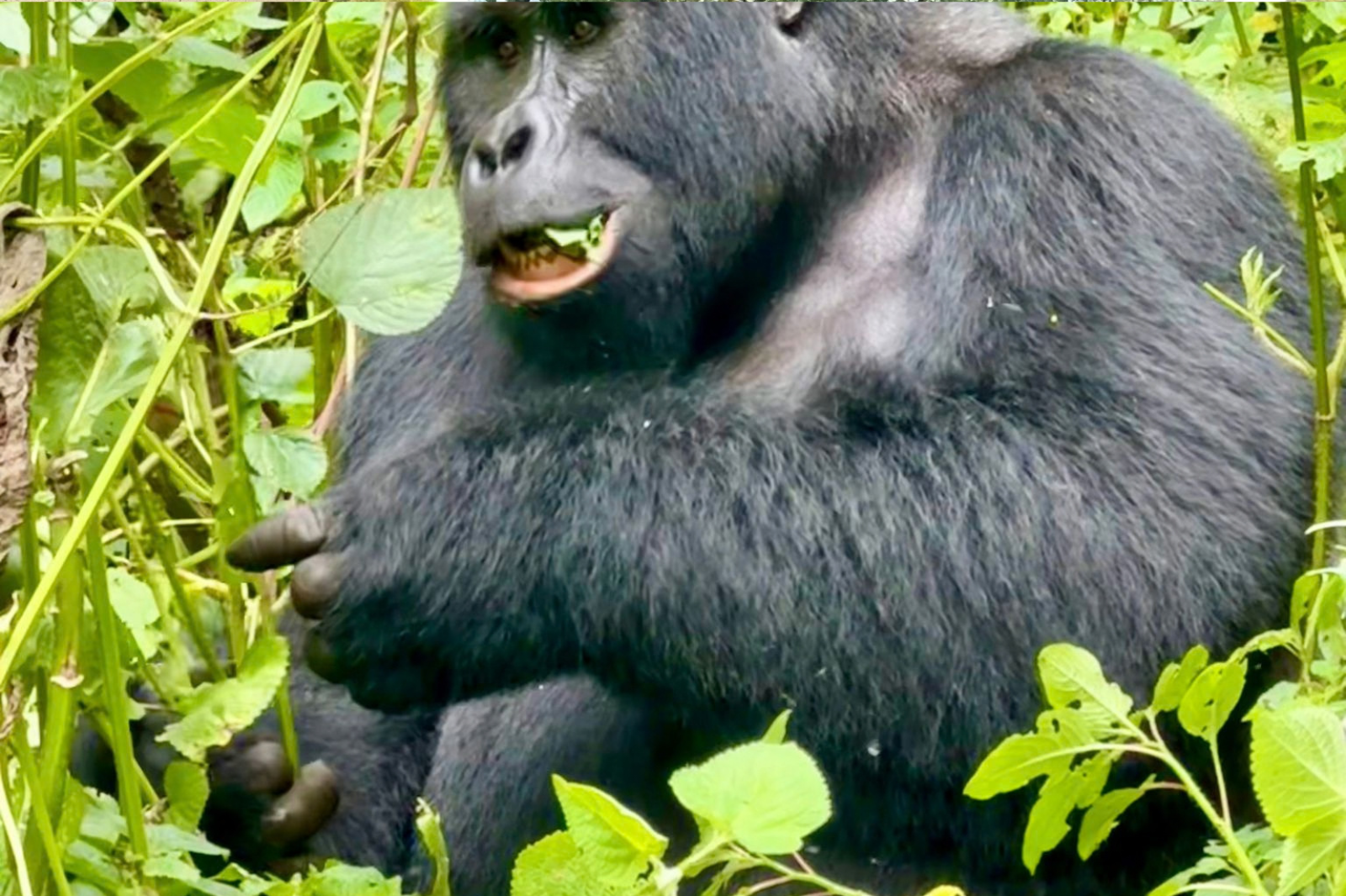 Uganda Gorilla Safaris - Best Uganda Tours