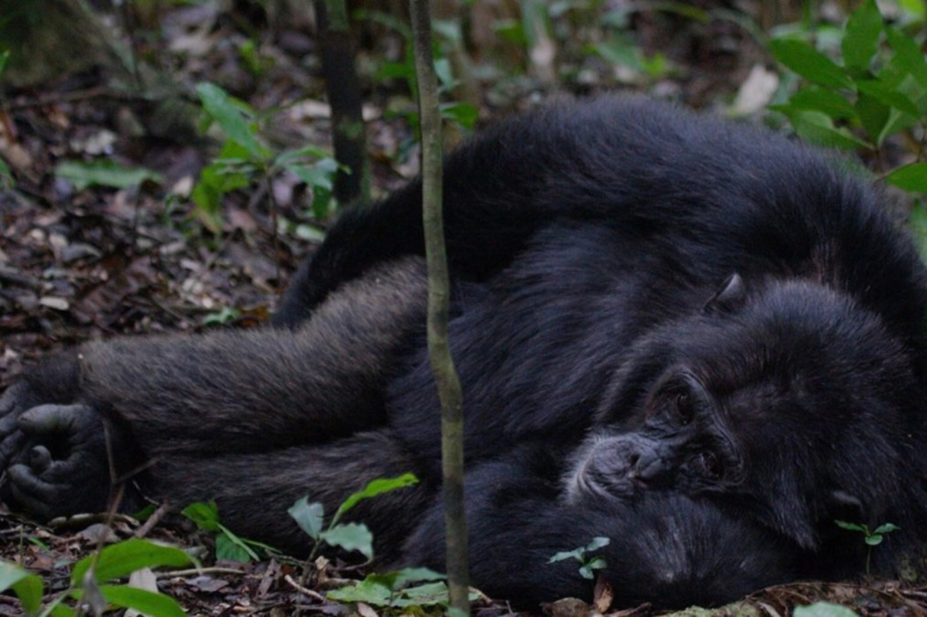 Uganda Gorilla Tours - Best Uganda Tours